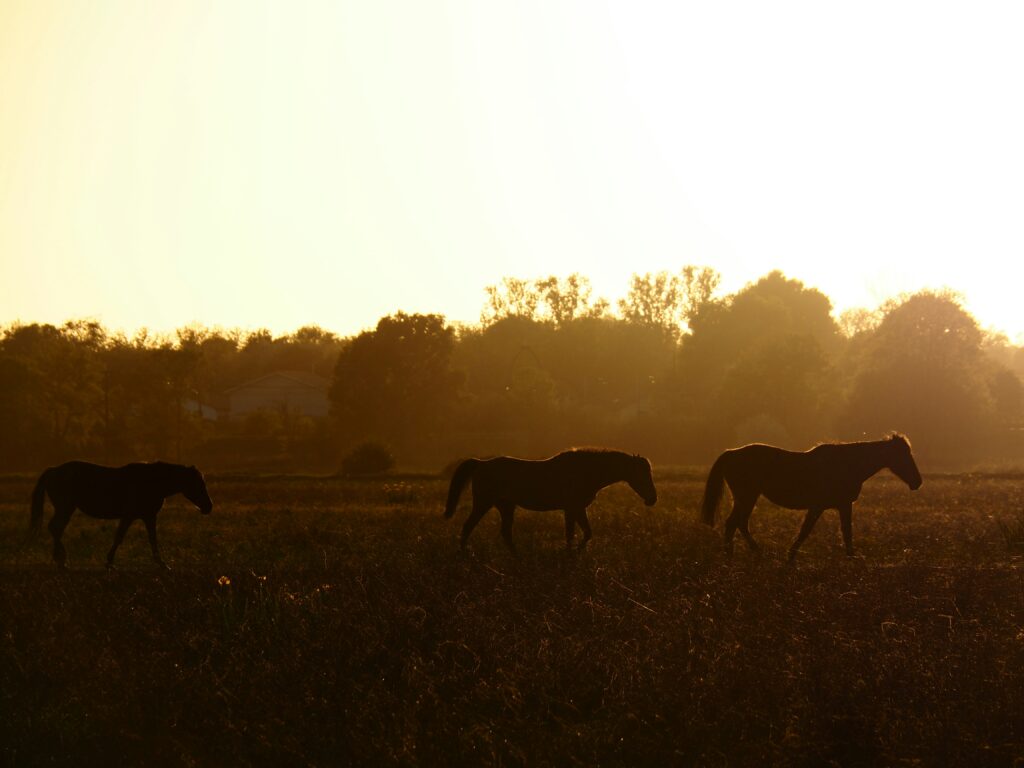 Drei Pferde im goldenen Abendlicht auf einer Wiese, Symbolbild für die vier verzauberten Pferde im Märchen Čelo und die vier Bräute